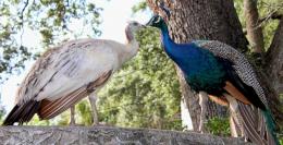 Peacock Pair